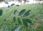 Clique para exibir a imagem e detalhes