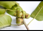<i>Ficus eximia</i> Schott [Moraceae]