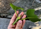 Clique para exibir a imagem e detalhes