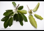 <i>Ficus eximia</i> Schott [Moraceae]