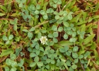 <i>Trifolium repens</i> L. [Fabaceae]