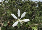 <i>Bauhinia affinis</i> Vogel [Fabaceae]