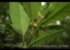 <i>Ardisia guianensis</i> (Aubl.) Mez [Primulaceae]