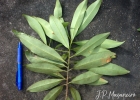<i>Myrsine hermogenesii</i> (Jung-Mendaçolli & Bernacci) Freitas & Kinoshita [Primulaceae]
