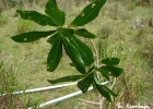 <i>Myrsine laetevirens</i> (Mez) Arechav. [Primulaceae]