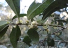 <i>Myrsine loefgrenii</i> (Mez) Imkhan. [Primulaceae]
