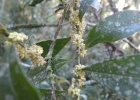 <i>Myrsine loefgrenii</i> (Mez) Imkhan. [Primulaceae]