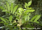 <i>Trichilia catigua</i> A. Juss. [Meliaceae]