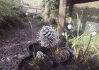 <i>Eryngium zosterifolium</i> E.Fourn. [Apocynaceae]