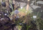 <i>Eryngium zosterifolium</i> E.Fourn. [Apocynaceae]