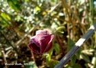<i>Hibiscus diversifolius</i> Jacq. [Malvaceae]