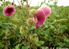 <i>Hibiscus diversifolius</i> Jacq. [Malvaceae]
