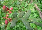 <i>Trichilia catigua</i> A. Juss. [Meliaceae]