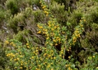 <i>Berberis campos-portoi</i> Brade [Berberidaceae]