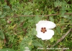 <i>Pavonia friesii</i> Krapov. [Malvaceae]