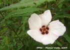 <i>Pavonia friesii</i> Krapov. [Malvaceae]