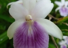 <i>Miltonia regnellii</i> Rchb. f. [Orchidaceae]