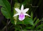 <i>Miltonia regnellii</i> Rchb. f. [Orchidaceae]