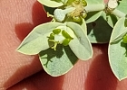 <i>Euphorbia papillosa</i> A.St.-Hil. [Euphorbiaceae]