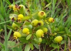 <i>Campomanesia aurea hatschbachii</i> (Mattos) D. Legrand [Myrtaceae]