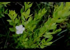 <i>Campomanesia aurea hatschbachii</i> (Mattos) D. Legrand [Myrtaceae]