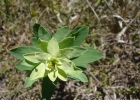 <i>Euphorbia papillosa</i> A.St.-Hil. [Euphorbiaceae]