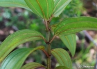 <i>Pleroma granulosum</i> (Desr.) D. Don [Melastomataceae]