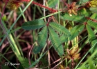 <i>Mimosa pudica</i> L. [Fabaceae]