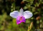 <i>Arundina graminifolia</i> (D.Don) Hochr. [Orchidaceae]