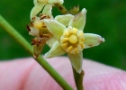 <i>Trichilia claussenii</i> C.DC. [Meliaceae]