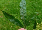 <i>Trichilia claussenii</i> C.DC. [Meliaceae]