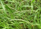 <i>Hymenachne donacifolia</i> (Raddi) Chase [Poaceae]