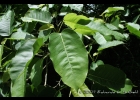 <i>Ficus citrifolia</i> Mill. [Moraceae]