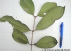 <i>Myrcia loranthifolia</i> (DC.) G.P.Burton & E.Lucas [Myrtaceae]