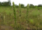 <i>Sacciolepis indica</i> (L.) Chase [Poaceae]