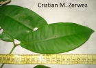 <i>Calyptranthes grandifolia</i> O.Berg [Myrtaceae]