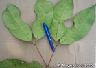 <i>Myrcia loranthifolia</i> (DC.) G.P.Burton & E.Lucas [Myrtaceae]
