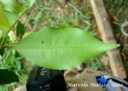 <i>Calyptranthes lucida</i> Mart. ex DC. [Myrtaceae]