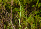 <i>Stenotaphrum secundatum</i> (Walter) Kuntze [Poaceae]