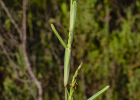<i>Stenotaphrum secundatum</i> (Walter) Kuntze [Poaceae]