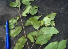 <i>Myrcia neolucida</i> A.R.Lourenco & E.Lucas [Myrtaceae]