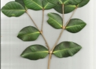 <i>Calyptranthes rubella</i> (O.Berg) D.Legrand [Myrtaceae]