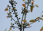 <i>Ficus citrifolia</i> Mill. [Moraceae]