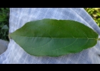 <i>Campomanesia guaviroba</i> (DC.) Kiaersk. [Myrtaceae]