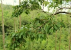 <i>Campomanesia guaviroba</i> (DC.) Kiaersk. [Myrtaceae]
