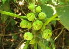 <i>Ficus citrifolia</i> Mill. [Moraceae]