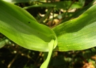 <i>Rugoloa polygonata</i> (Schrad.) Zuloaga [Poaceae]