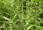 <i>Rugoloa polygonata</i> (Schrad.) Zuloaga [Poaceae]
