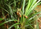 <i>Ophiopogon japonicus</i> Ker Gawl. [Asparagaceae]