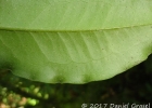 <i>Eugenia burkartiana</i> (D.Legrand) D.Legrand [Myrtaceae]